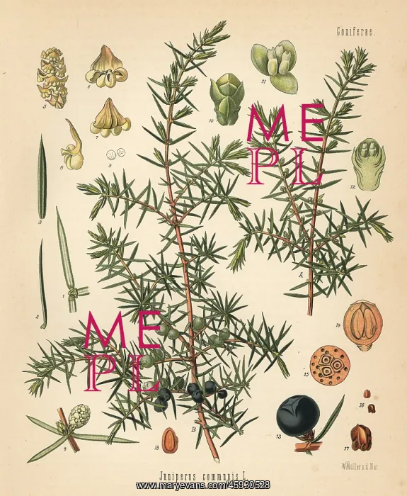 : Common juniper, Juniperus communis : Common juniper, Juniperus communis