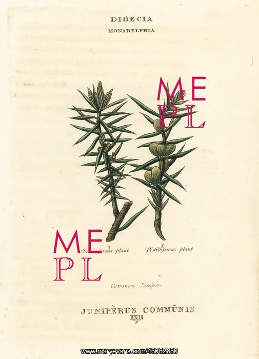 : Common juniper, Juniperus communis : Common juniper, Juniperus communis