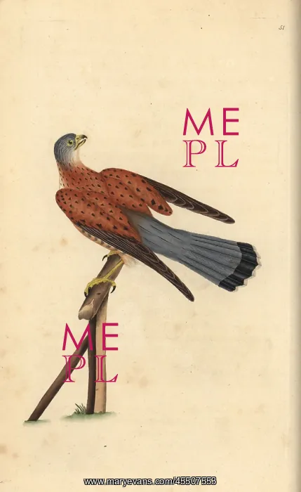  : Common kestrel, Falco tinnunculus