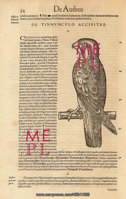 : Common kestrel, Falco tinnunculus : Common kestrel, Falco tinnunculus