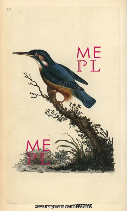 : Common kingfisher, Alcedo atthis : Common kingfisher, Alcedo atthis
