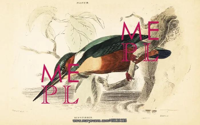 : Common kingfisher, Alcedo atthis : Common kingfisher, Alcedo atthis