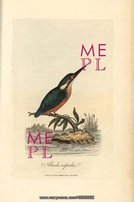 : Common kingfisher, Alcedo ispida, Alcedo atthis : Common kingfisher, Alcedo ispida, Alcedo atthis