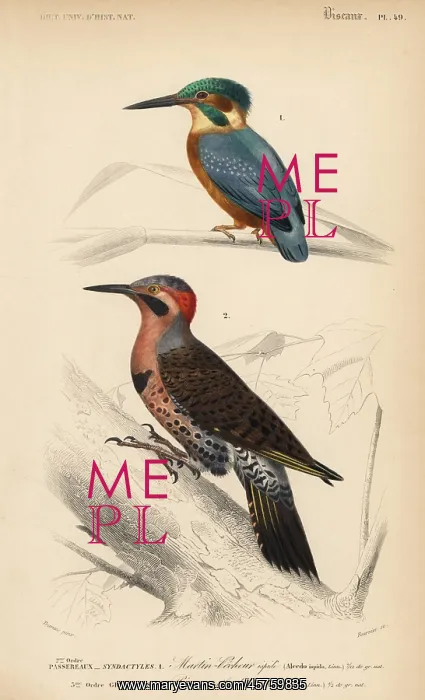 : Common kingfisher, Alcedo ispida, and northern : Common kingfisher, Alcedo ispida, and northern