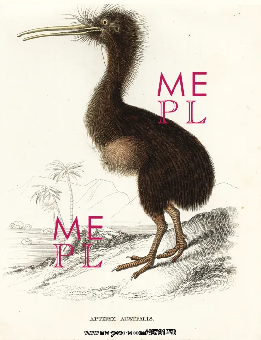 : Common kiwi, Apteryx australis : Common kiwi, Apteryx australis