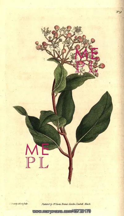 : Common laurustinus, Viburnum tinus : Common laurustinus, Viburnum tinus