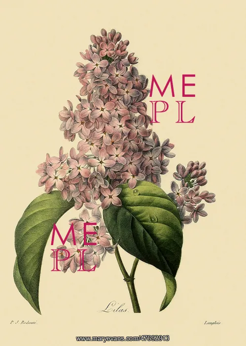 : Common Lilac : Common Lilac