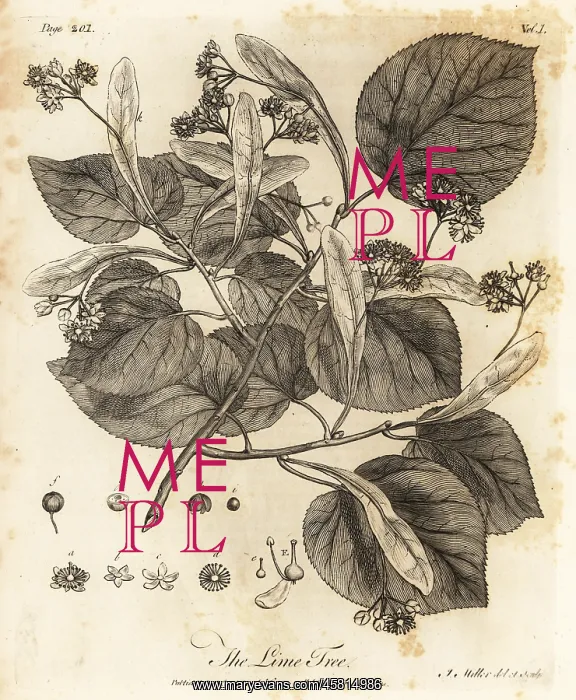 : Common lime tree, Tilia E' europaea : Common lime tree, Tilia E' europaea