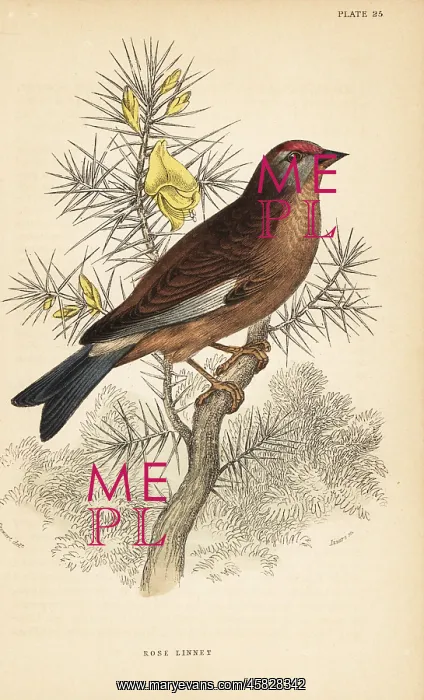 : Common linnet, Linaria cannabina, perched on a branch : Common linnet, Linaria cannabina, perched on a branch