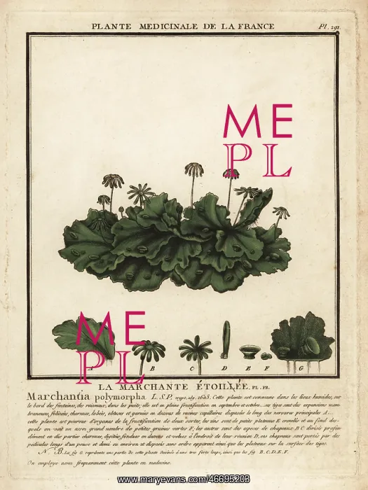 : Common liverwort, Marchantia polymorpha : Common liverwort, Marchantia polymorpha