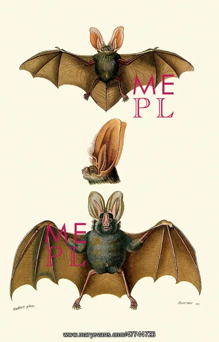 : Common Long Eared & Yellow Winged Bats : Common Long Eared & Yellow Winged Bats