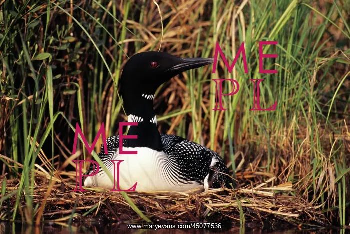 : Common Loon Gavia Immer Sitting on Nest in Breeding : Common Loon Gavia Immer Sitting on Nest in Breeding