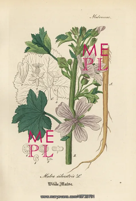 : Common mallow, Malva sylvestris : Common mallow, Malva sylvestris