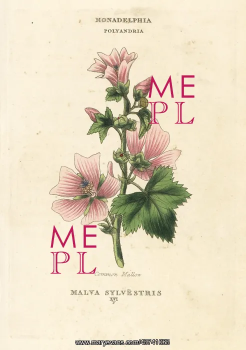 : Common mallow, Malva sylvestris : Common mallow, Malva sylvestris