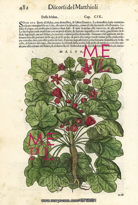 : Common mallow, Malva sylvestris : Common mallow, Malva sylvestris