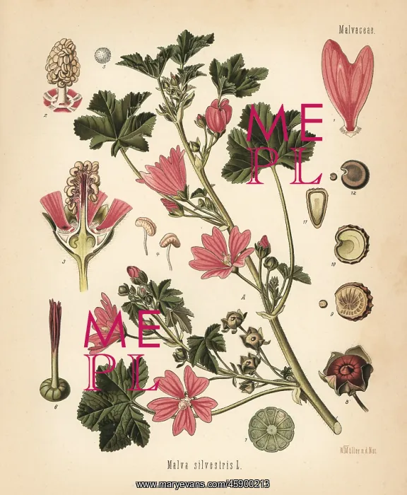 : Common mallow, Malva sylvestris : Common mallow, Malva sylvestris
