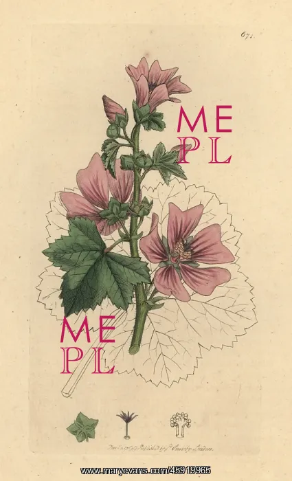 : Common mallow, Malva sylvestris : Common mallow, Malva sylvestris