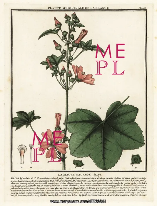 : Common mallow, Malva sylvestris : Common mallow, Malva sylvestris