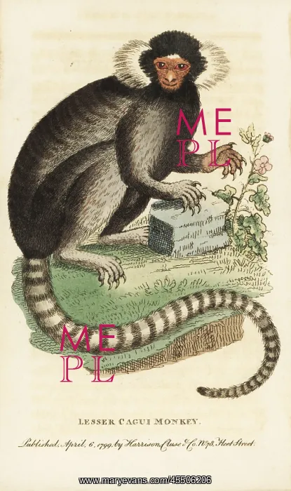 : Common marmoset, Callithrax jacchus : Common marmoset, Callithrax jacchus