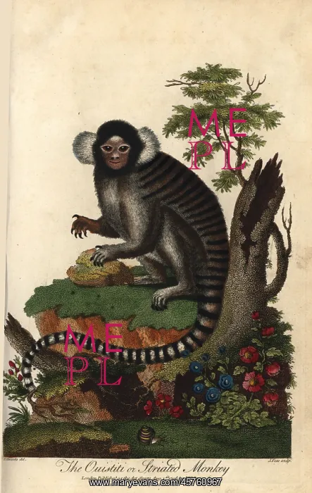 : Common marmoset, Callithrix jacchus : Common marmoset, Callithrix jacchus