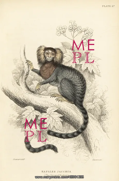 : Common marmoset, Callithrix jacchus : Common marmoset, Callithrix jacchus