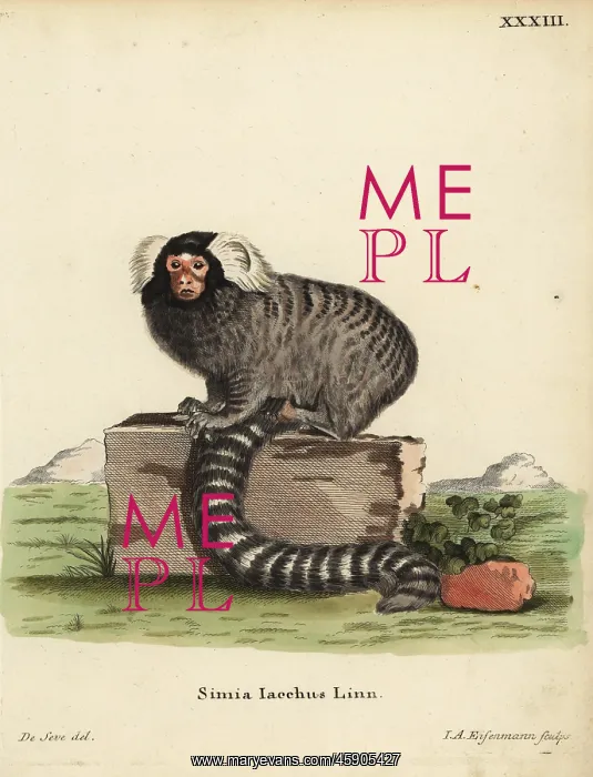 : Common marmoset, Callithrix jacchus : Common marmoset, Callithrix jacchus