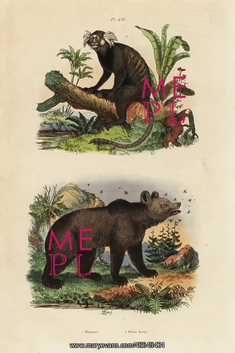: Common marmoset, Callithrix jacchus, and brown : Common marmoset, Callithrix jacchus, and brown