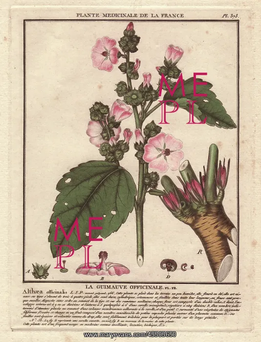 : Common marshmallow, Althaea officinalis : Common marshmallow, Althaea officinalis