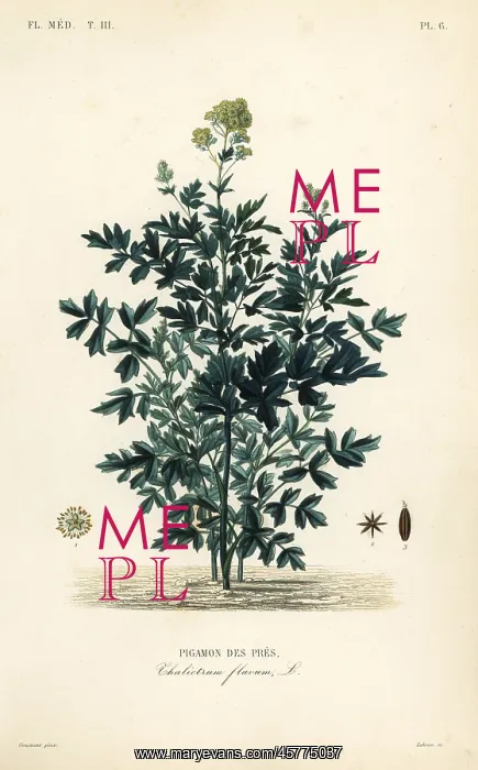 : Common meadow rue, Thalictrum flavum : Common meadow rue, Thalictrum flavum