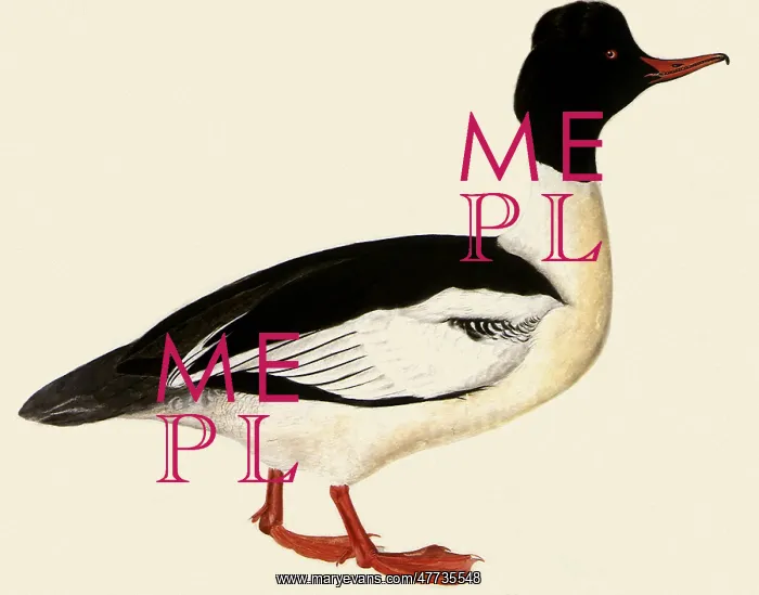  : Common Merganser, Mergus merganser