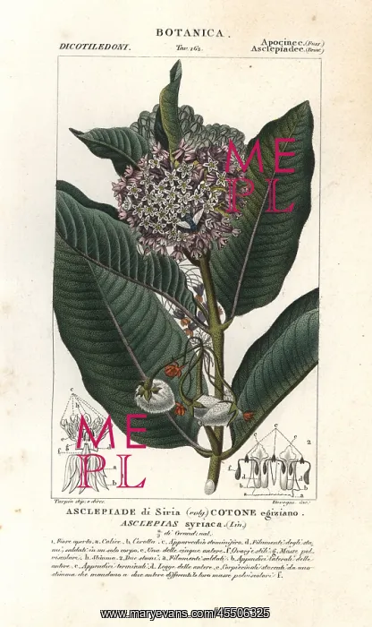 : Common milkweed, Asclepias syriaca : Common milkweed, Asclepias syriaca