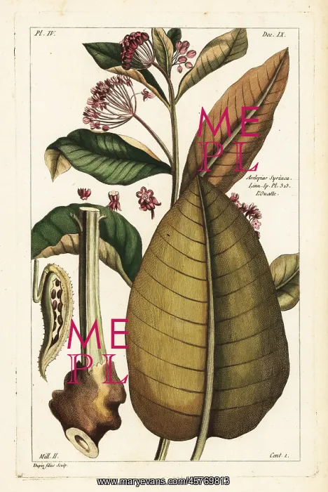 : Common milkweed, Asclepias syriaca : Common milkweed, Asclepias syriaca