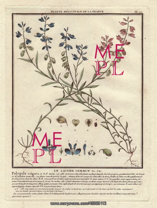 : Common milkwort, Polygala vulgaris : Common milkwort, Polygala vulgaris