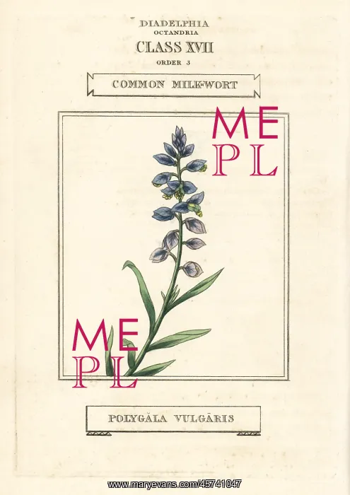 : Common milkwort, Polygala vulgaris : Common milkwort, Polygala vulgaris