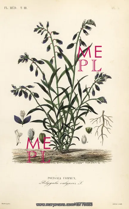 : Common milkwort, Polygala vulgaris : Common milkwort, Polygala vulgaris
