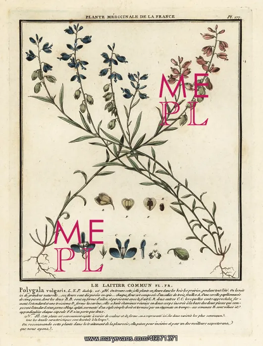 : Common milkwort, Polygala vulgaris : Common milkwort, Polygala vulgaris