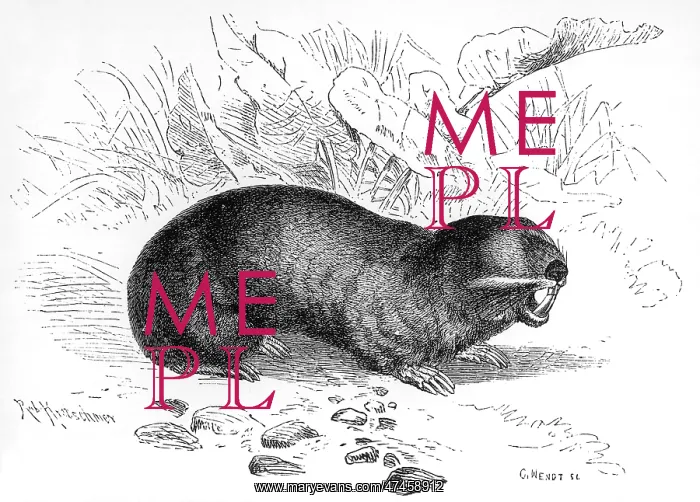  : MOLE. A common mole bares its teeth