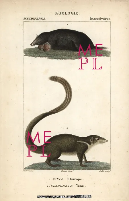 : Common mole, Talpa europaea, and large treeshrew : Common mole, Talpa europaea, and large treeshrew