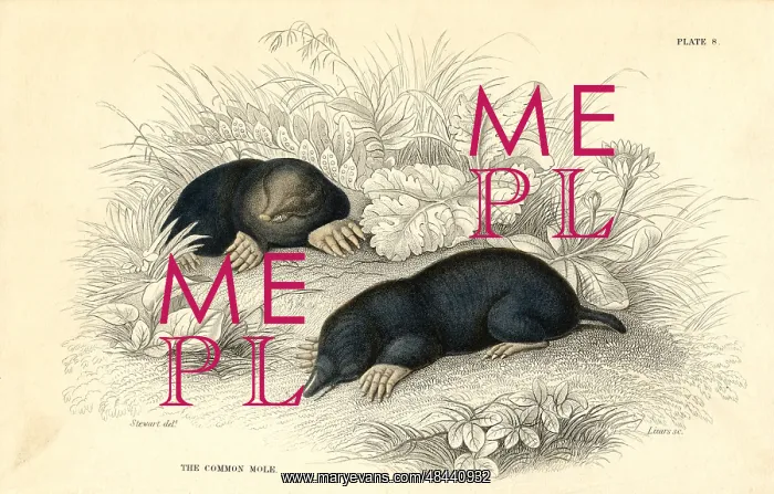 : The Common Mole (Talpa europea), 1828. Small burrowing : The Common Mole (Talpa europea), 1828. Small burrowing
