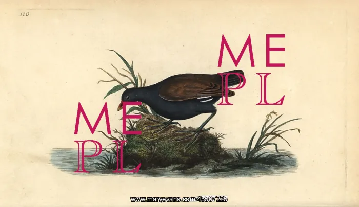 : Common moorhen, Gallinula chloropus : Common moorhen, Gallinula chloropus