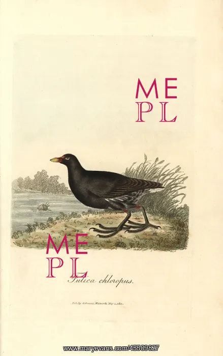 : Common moorhen, Gallinula chloropus : Common moorhen, Gallinula chloropus
