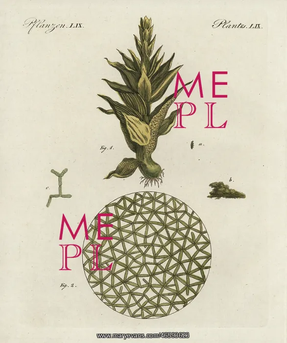 : Common moss, Phascum cuspidatum, and pond algae : Common moss, Phascum cuspidatum, and pond algae