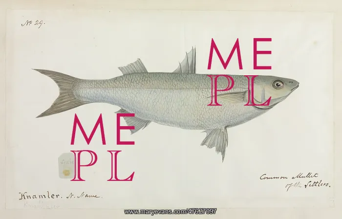 : Common mullet of the Settlers : Common mullet of the Settlers
