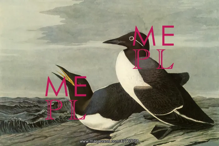  : Common Murre