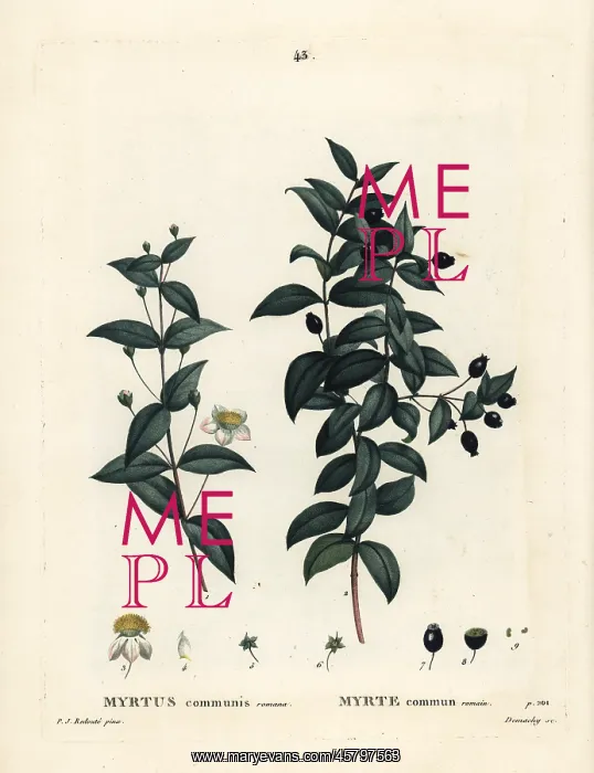 : Common myrtle, Myrtus communis : Common myrtle, Myrtus communis