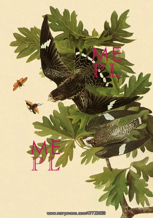  : Common Nighthawk, Chordeiles Minor