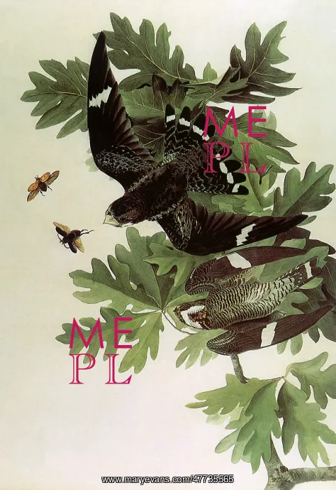  : Common Nighthawks, Chordeiles minor