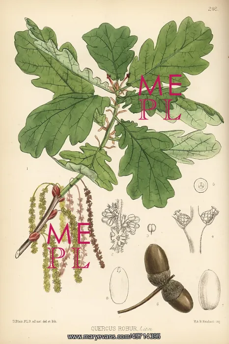 : Common oak tree, Quercus robur : Common oak tree, Quercus robur
