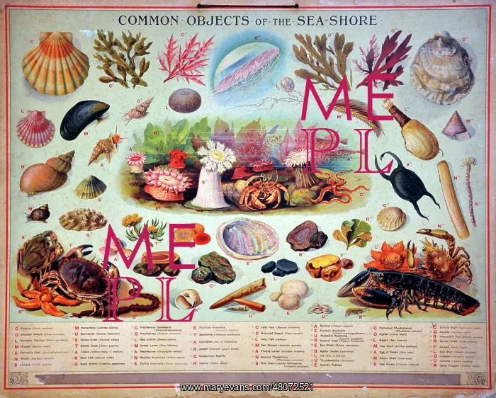 : Common objects of the sea shore : Common objects of the sea shore