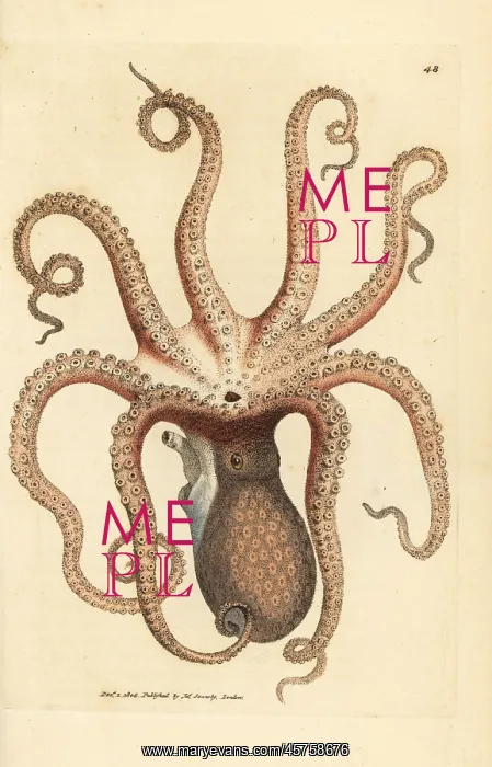 : Common octopus, Octopus vulgaris : Common octopus, Octopus vulgaris
